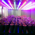 植物工廠植物培育室空間